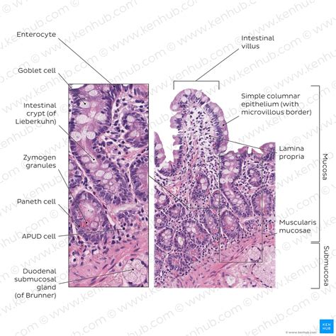 Small Intestine Labeled Duodenum