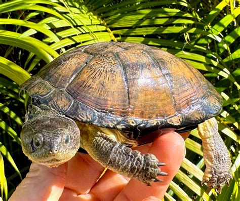 Image result for Dwarf Turtle