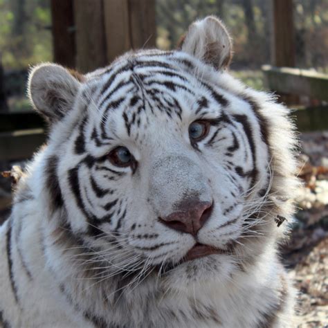 Down Syndrome Tiger