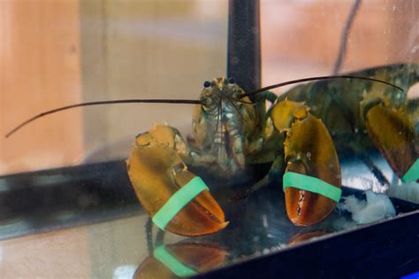 Bildergebnis für lobster+while+pregnant