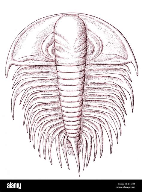Cambrian fossil drawing Cut Out Stock Images & Pictures - Alamy