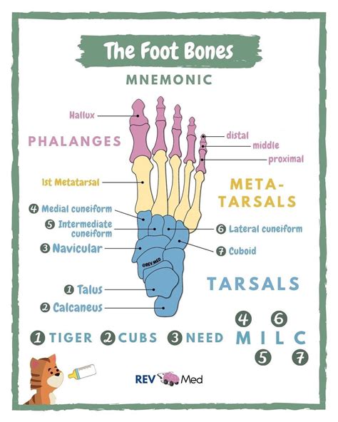 Carpal Bone Mnemonic