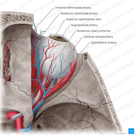 Blood vessels and nerves of the eye: Anatomy | Kenhub