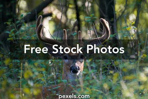 How to Install Buck Frame Windows 的图像结果