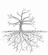 Image result for Tree with Roots Crayon Drawing
