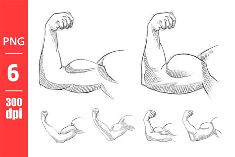 Arm Muscles Drawing