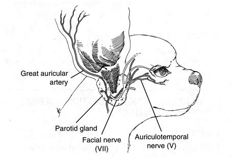 Veterinary Key Points: 2015