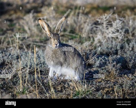 A Black-tailed Jackrabbit (Lepus californicus) in the desert. Colorado ...