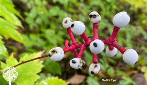 Image result for Alien Plants Horror