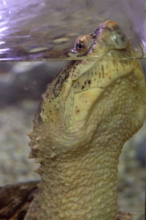 Image result for Purging Snapping Turtle