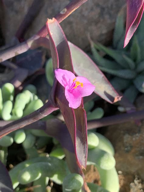 Tradescantia pallida - The Ruth Bancroft Garden & Nursery