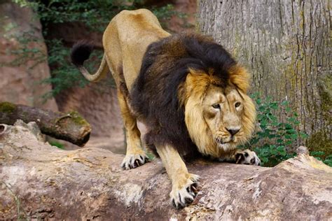 What Color Are Lions? See the Wide Range of Colors for the King of the ...