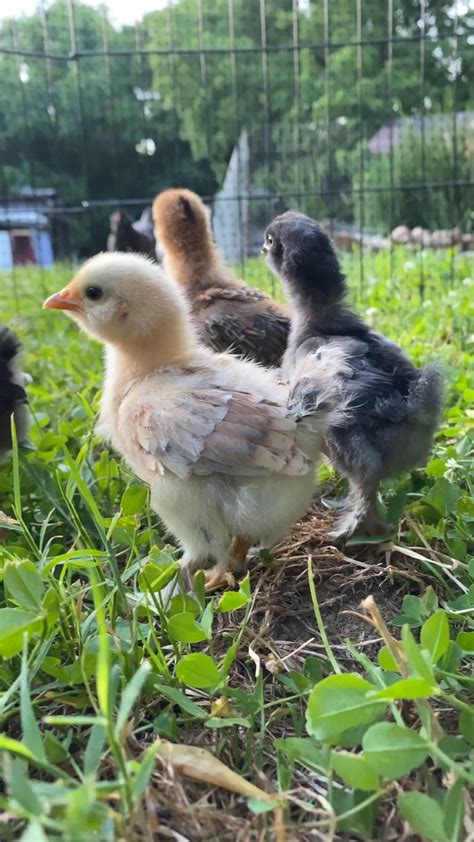 Baby easter egger chicks at three weeks old – Artofit