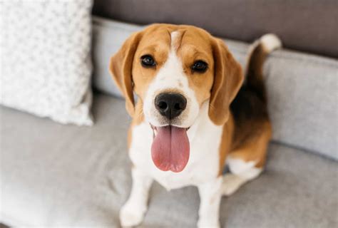 Beagle Lifespan Facts You Should Know | PawLeaks