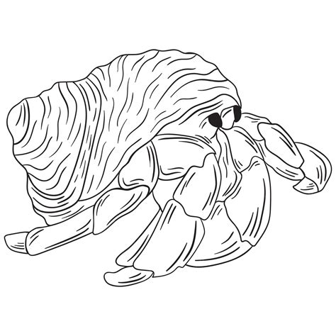 Premium Vector | A drawing of a hermit crab.