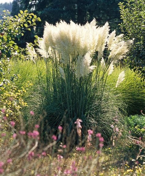 25 of the Prettiest Ornamental Grasses for Your Garden | Ornamental ...