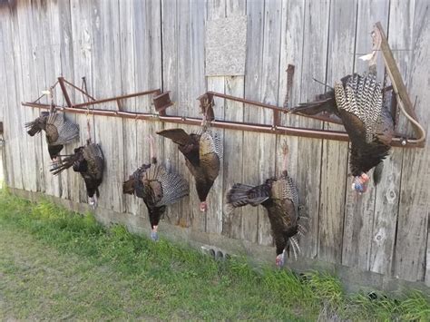 Wild Turkey Hunting In North Carolina at Skye Clarey blog