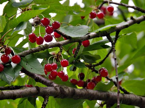 Marasca Cherry | Local Cherry From Zadar County, Croatia