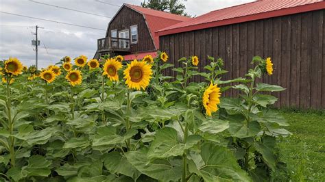 Niagara Sunflower Festival for Ukrainian Relief 2025 - Aug 16,17,23,24 ...