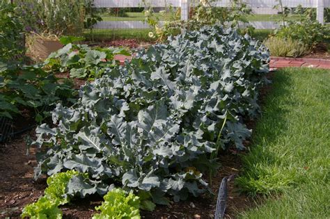 If Your Broccoli is Curling its Leaves it’s Not Getting Ready for a ...