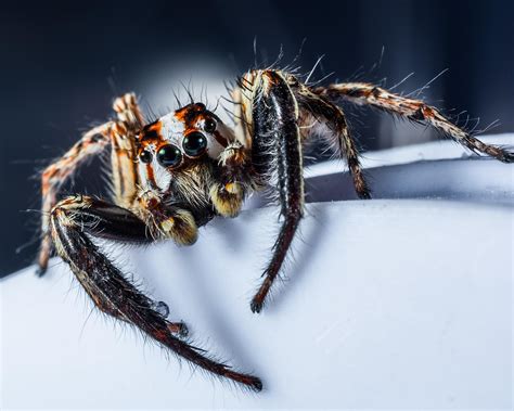 What Do Jumping Spiders Eat? Diet And Hunting Strategies