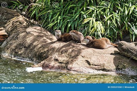 Otters Laying on Rocks Near a Pond Stock Photo - Image of pond, brown ...