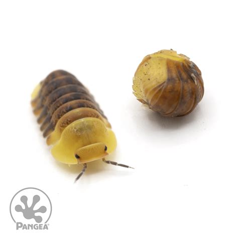 Cubaris sp. ‘Rubber Ducky’ Isopods - Pangea Reptile LLC