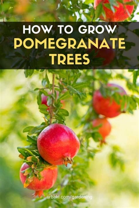 Pomegranate Tree Growing Tips 的图像结果