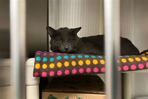 Ames Animal Shelter unveils plans for expanded facilities to care for ...