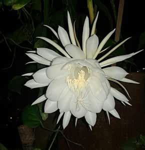 Brahma Kamal Live Plant – Sacred Himalayan Flower Plant for Terrace ...