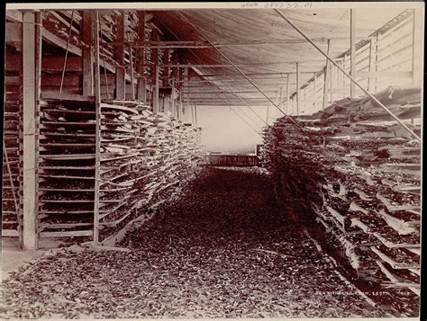 Assamese Tea Withering Room - Old Indian Photos