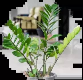 Image result for Code Monkey Unity PNG