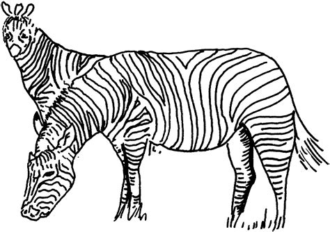 Free Printable Coloring Pages Zebra