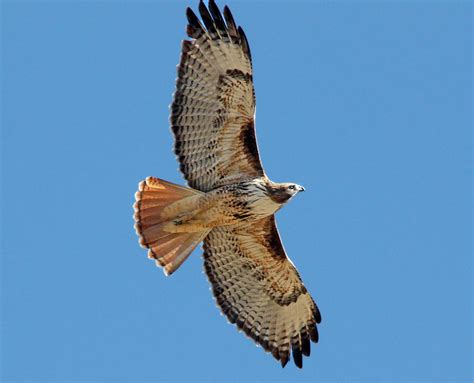 Texas Hawks and How to Tell Them Apart | BirdingLocations