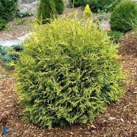 Thuja occidentalis 'Golden Globe' - Johansens Planteskole ApS