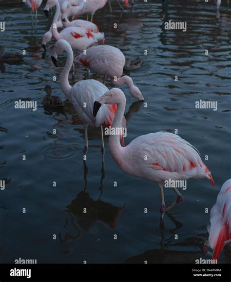Chilean flamingos in Bicentennial Park, Vitacura, Chile Stock Photo - Alamy