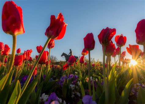 4 Terrific Texas Tulip Farms + Fields (Pick Your Own!)