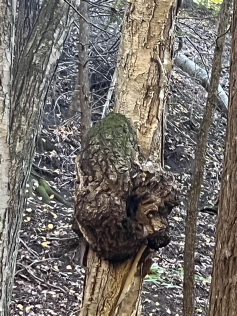 Jeremiah was a Burl Frog : r/mildlyinteresting