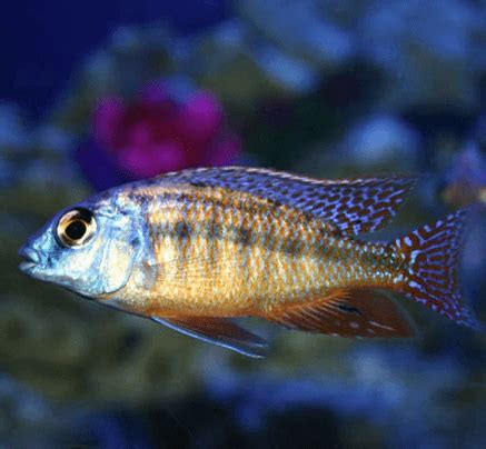 Shop Cichlids of Africa at FRESHWATERAQUATICA | FRESHWATERAQUATICA
