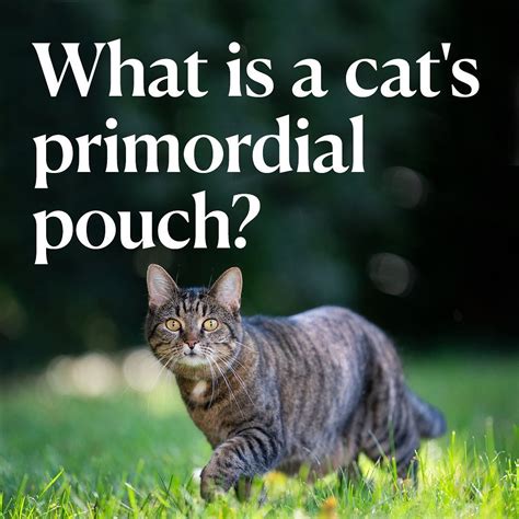 PetMD | “Primordial pouch” is a mouthful. Got any nicknames for your cat’s little belly flap👇 ...