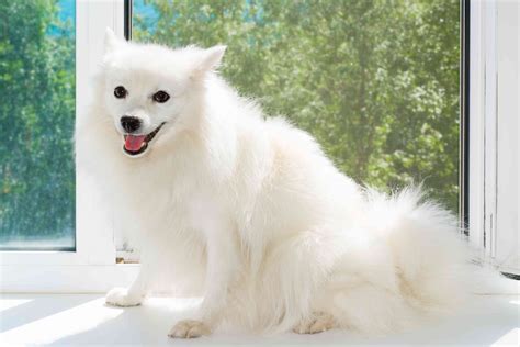 Japanese Spitz: Dog Breed Characteristics & Care