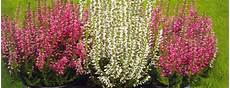 calluna vulgaris sorten weerts jungpflanzen calluna vulgaris calluna vulgaris sorten weerts jungpflanzen calluna vulgaris