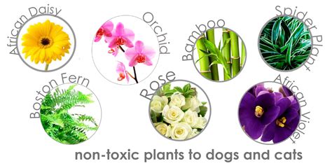 15 Non Toxic To Dogs Bushes That Safely Guard Your Yard