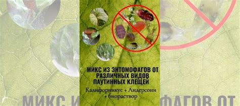 Энтомофаги от паутинного и оранжерейного клеща купить во Владивостоке ...