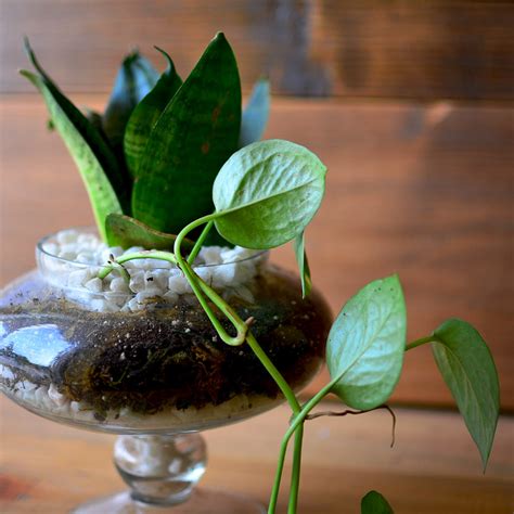 The Money Goblet Terrarium Kit