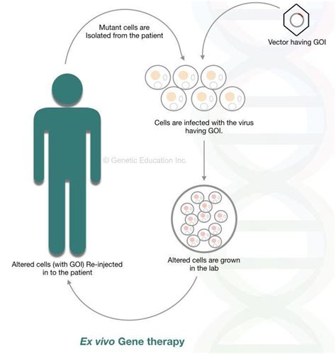Gene Therapy Process Steps 的图像结果