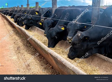 Black Angus Cattle
