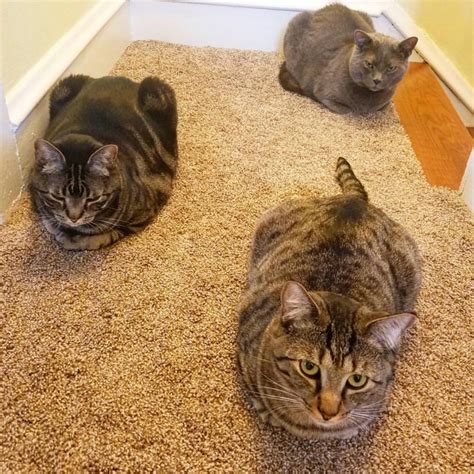 Loaf Of Bread Cat