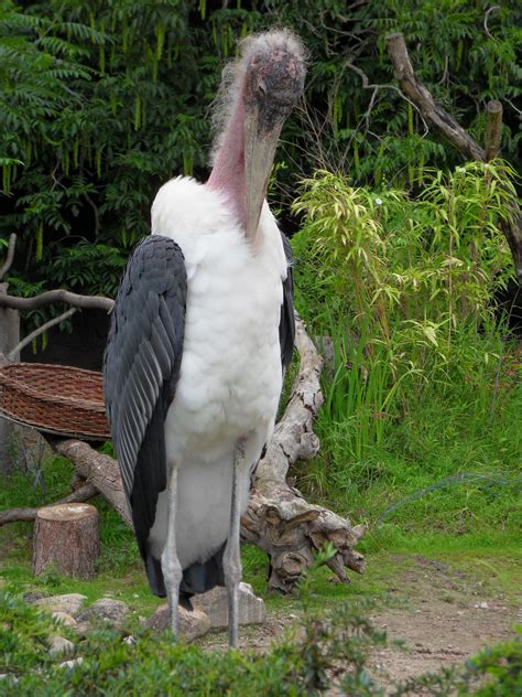 Strange Looking Bird by SonicSolution on DeviantArt