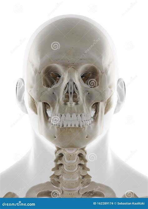 The Frontal View of the Skull Stock Illustration - Illustration of skeleton, medically: 162289174